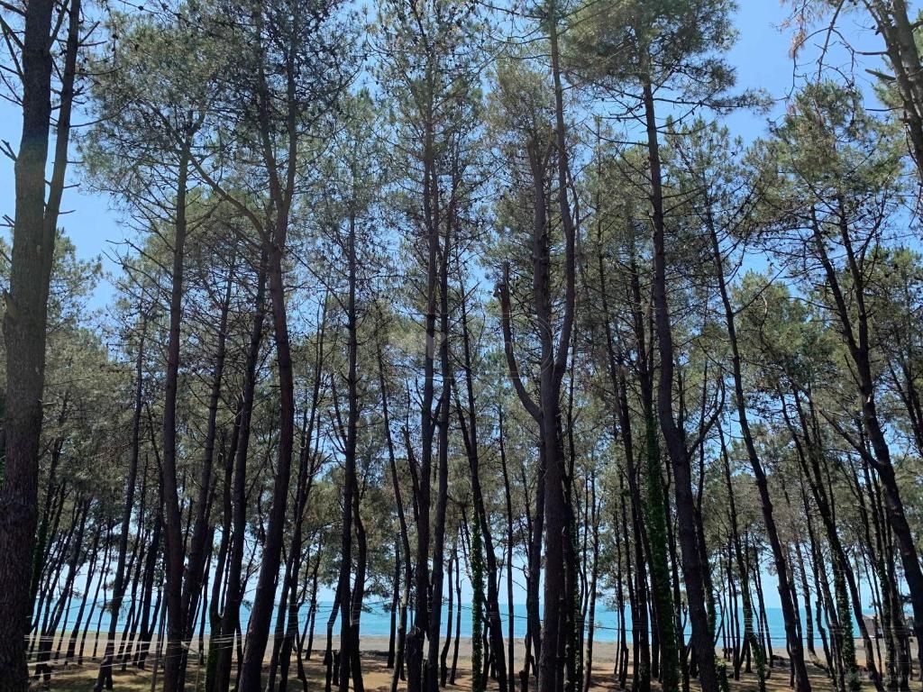 Daily Rent 4 Room Private House Ozurgetis Munitsipalitetshi view 4