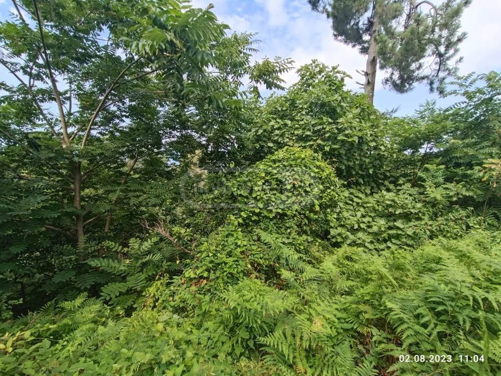 Agricultural Plot For Sale In Kobuleti Municipality view 3