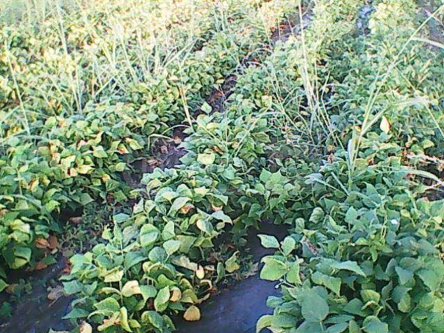 იყიდება Agricultural Plot In Arashenda, In Gurjaani Municipalityში view 9