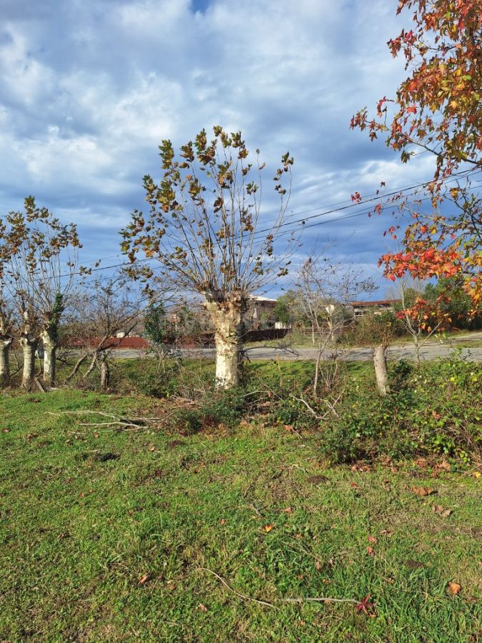 Agricultural Plot For Sale In Zugdidi view 1