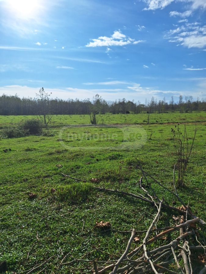 Agricultural Plot For Sale In Zugdidi view 2