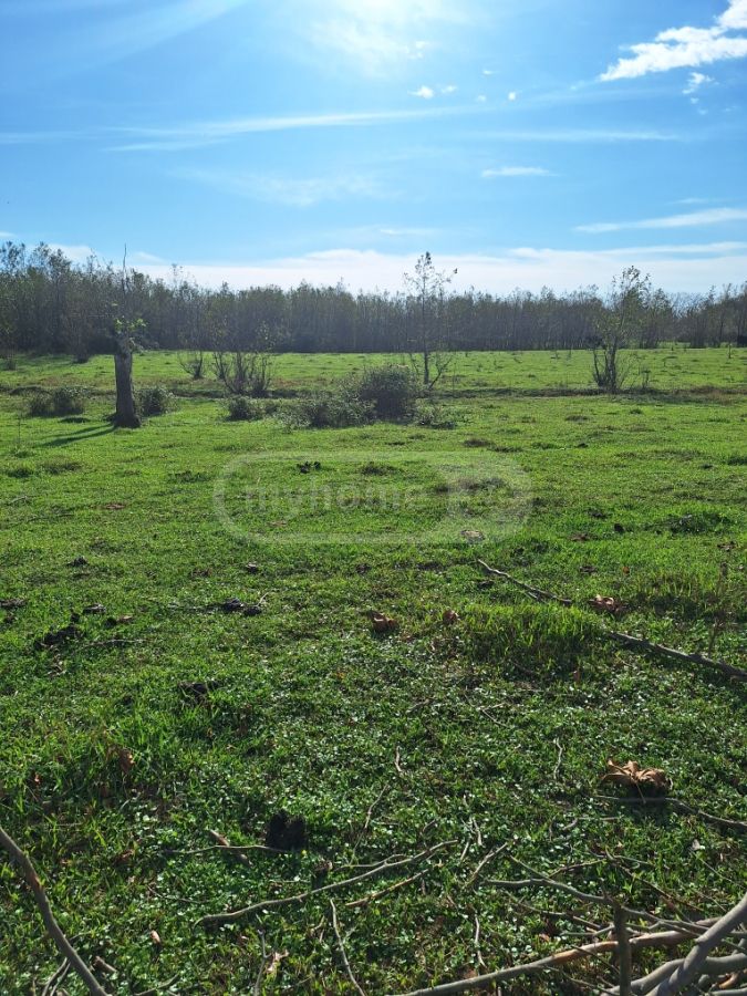 Agricultural Plot For Sale In Zugdidi view 4