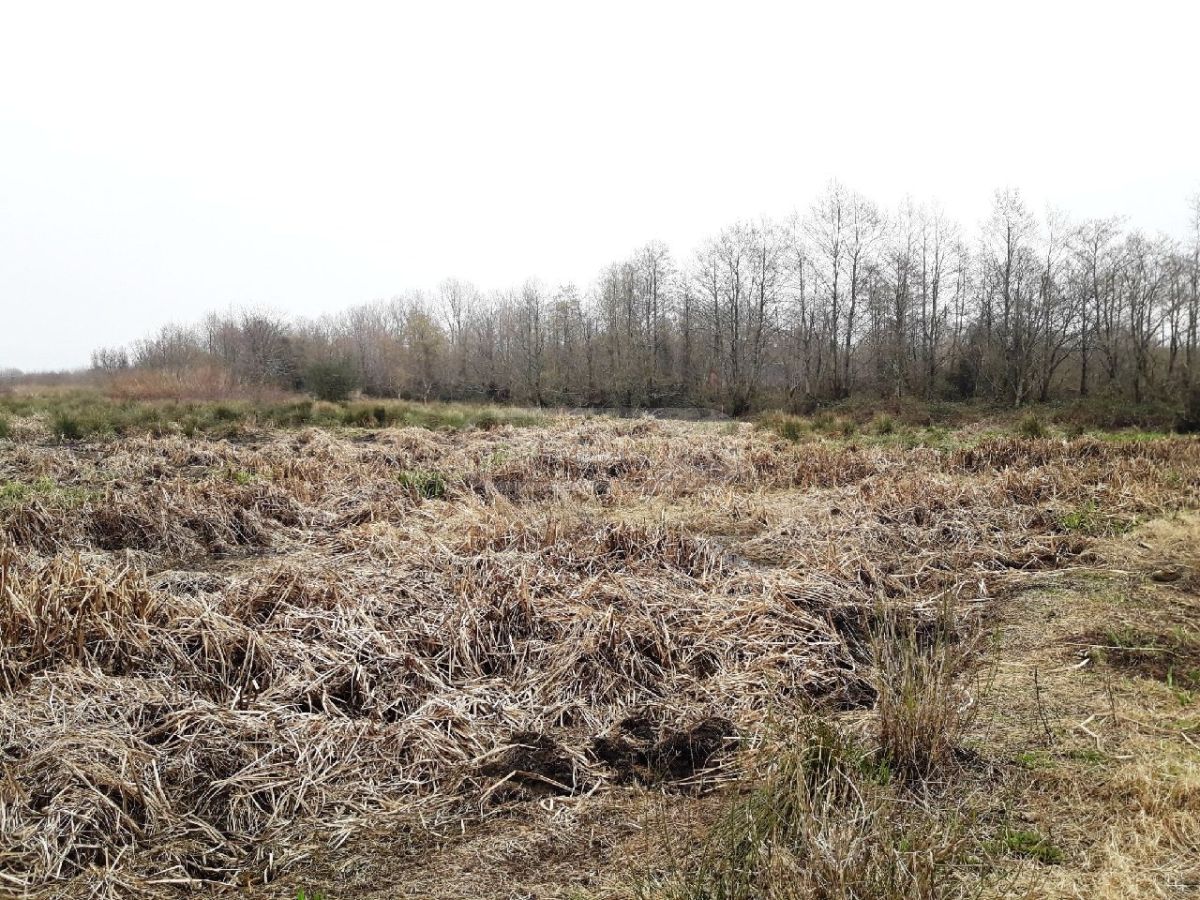 For Sale Sasoplo-Sameurneo Land Plot Ozurgetis Munitsipalitetshi view 1