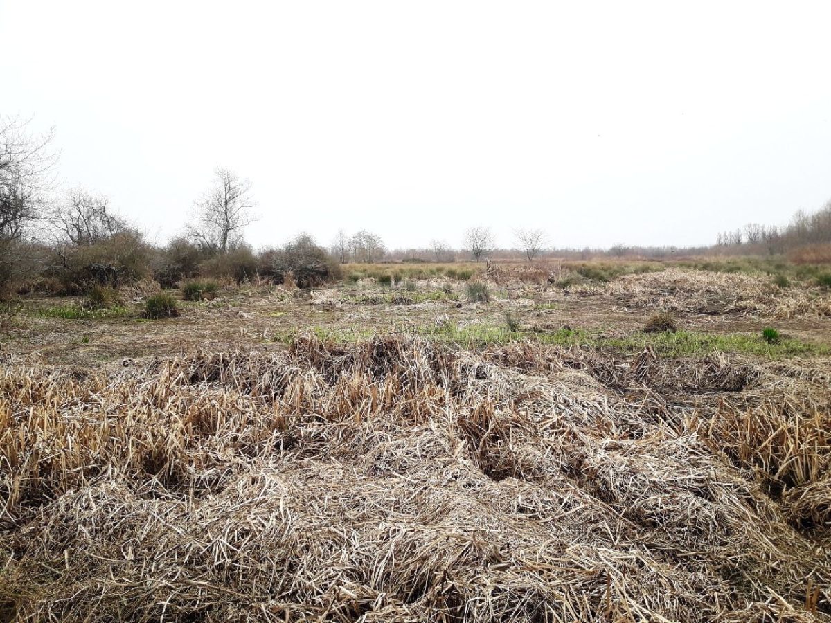 For Sale Sasoplo-Sameurneo Land Plot Ozurgetis Munitsipalitetshi view 9