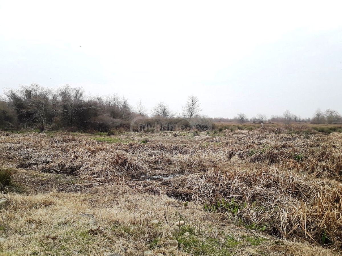 For Sale Sasoplo-Sameurneo Land Plot Ozurgetis Munitsipalitetshi view 4