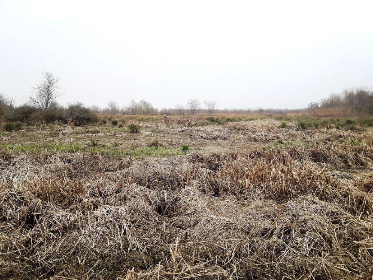 For Sale Sasoplo-Sameurneo Land Plot Ozurgetis Munitsipalitetshi view 5