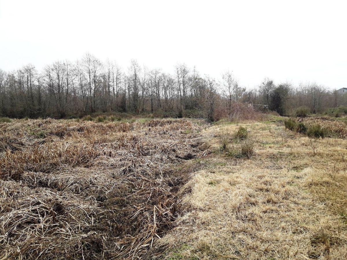 For Sale Sasoplo-Sameurneo Land Plot Ozurgetis Munitsipalitetshi view 7