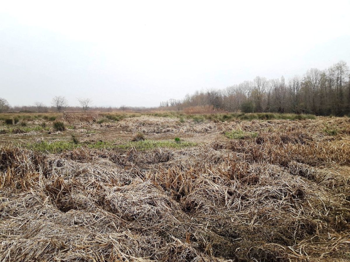 For Sale Sasoplo-Sameurneo Land Plot Ozurgetis Munitsipalitetshi view 8