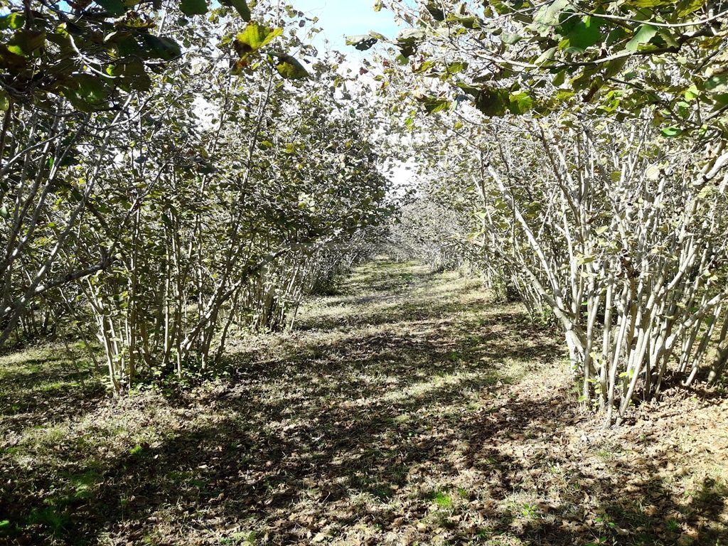 For Sale Sasoplo-Sameurneo Land Plot Ozurgetshi view 1
