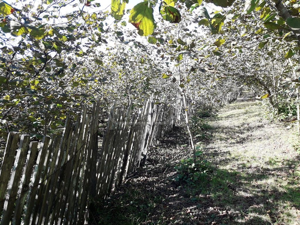 For Sale Sasoplo-Sameurneo Land Plot Ozurgetshi view 2