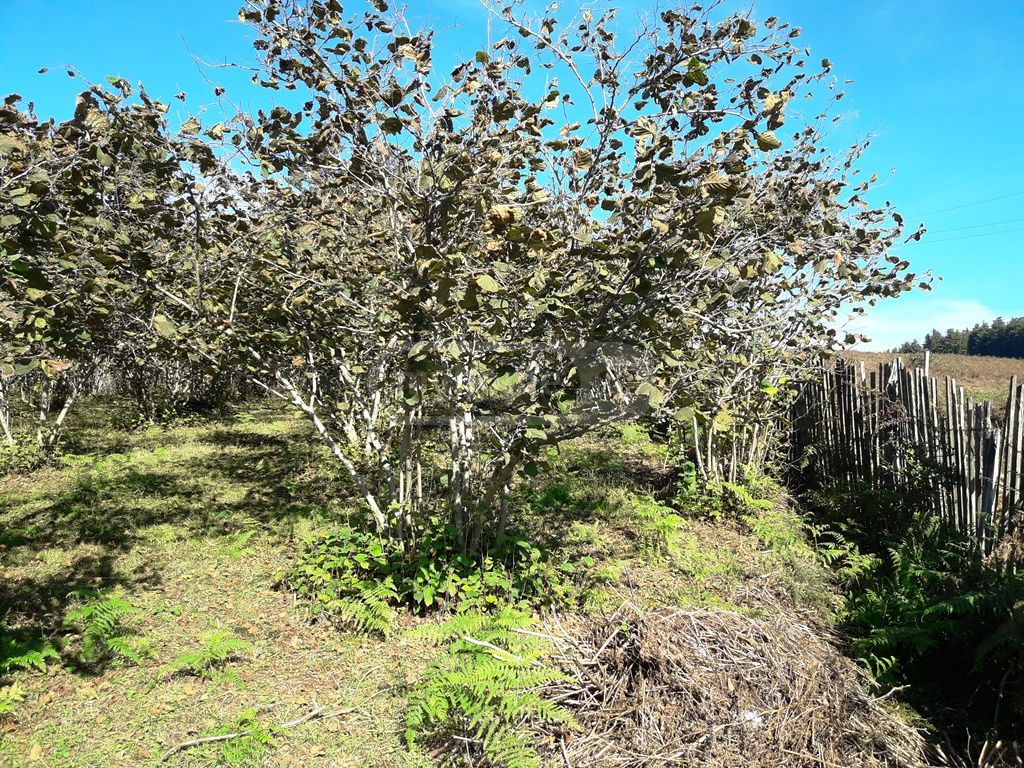 For Sale Sasoplo-Sameurneo Land Plot Ozurgetshi view 3