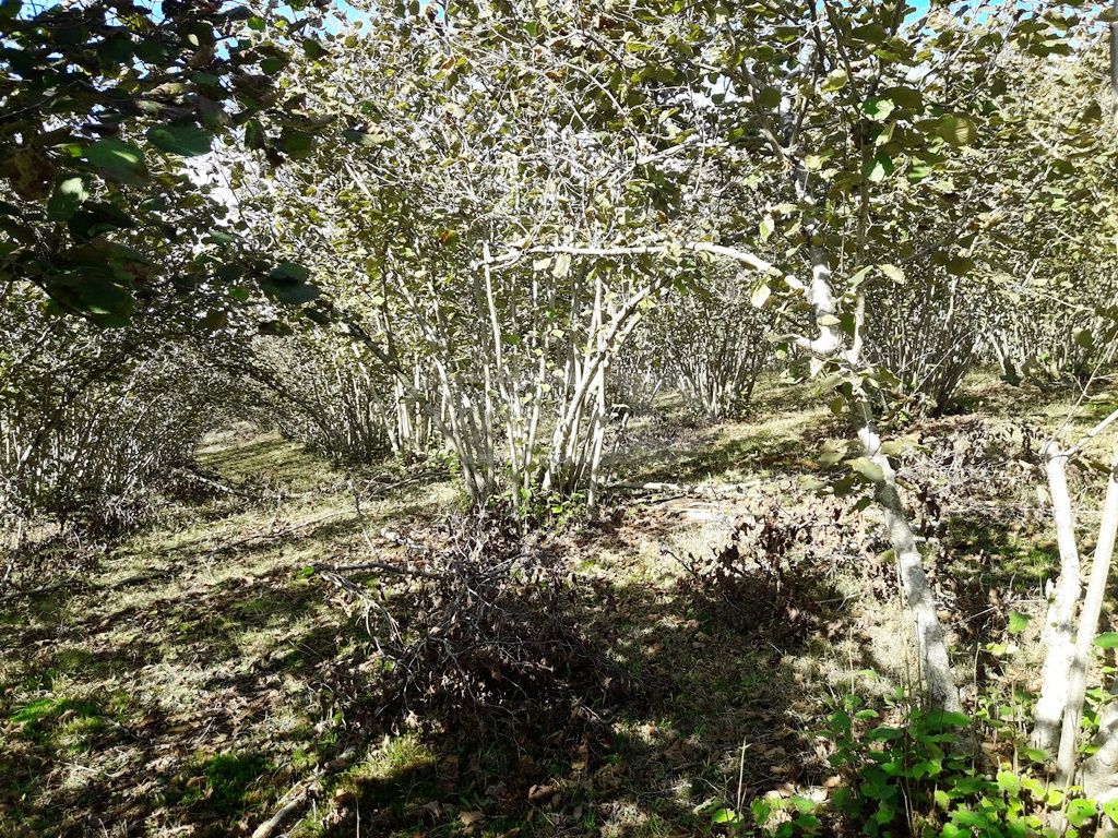 For Sale Sasoplo-Sameurneo Land Plot Ozurgetshi view 4