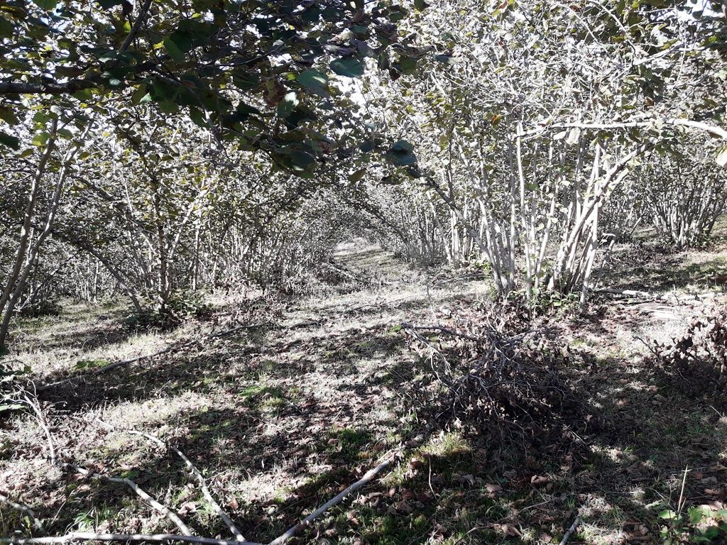 For Sale Sasoplo-Sameurneo Land Plot Ozurgetshi view 5
