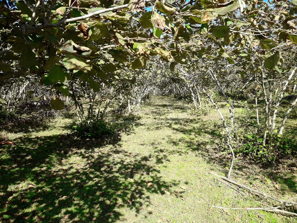 For Sale Sasoplo-Sameurneo Land Plot Ozurgetshi view 7