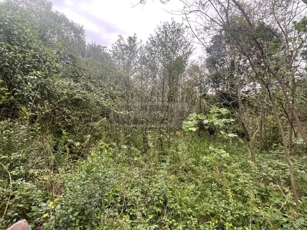 იყიდება Agricultural Plot In Zugdidi Municipalityში view 4