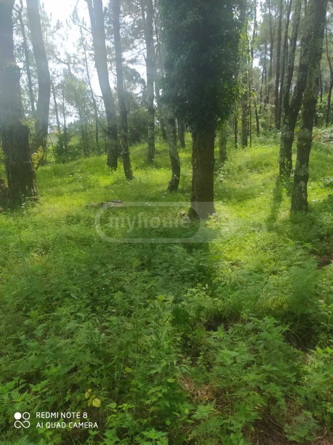 For Sale Sasoplo-Sameurneo Land Plot Ozurgetis Munitsipalitetshi view 1