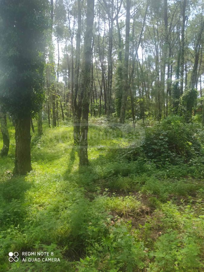 For Sale Sasoplo-Sameurneo Land Plot Ozurgetis Munitsipalitetshi view 2