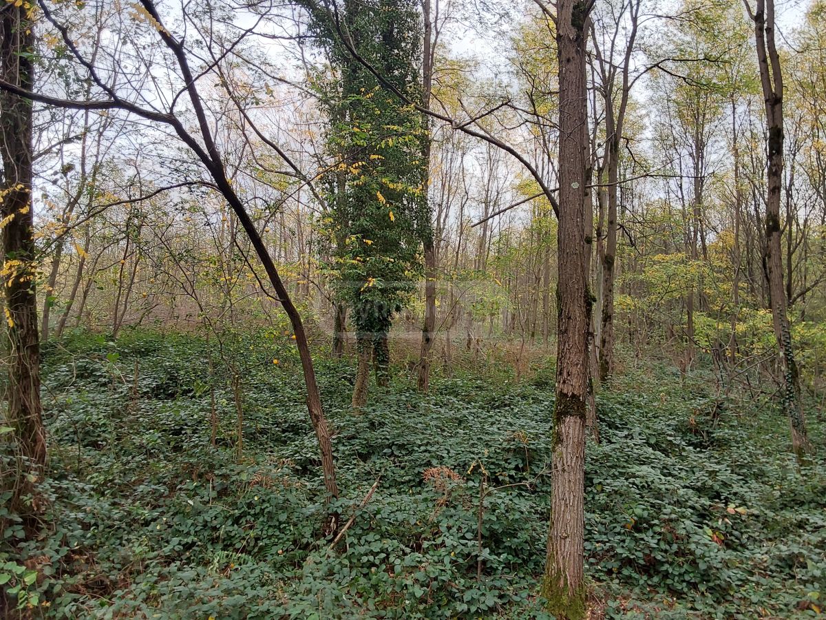 Продажа Земля / участок в Tqibulshi view 4