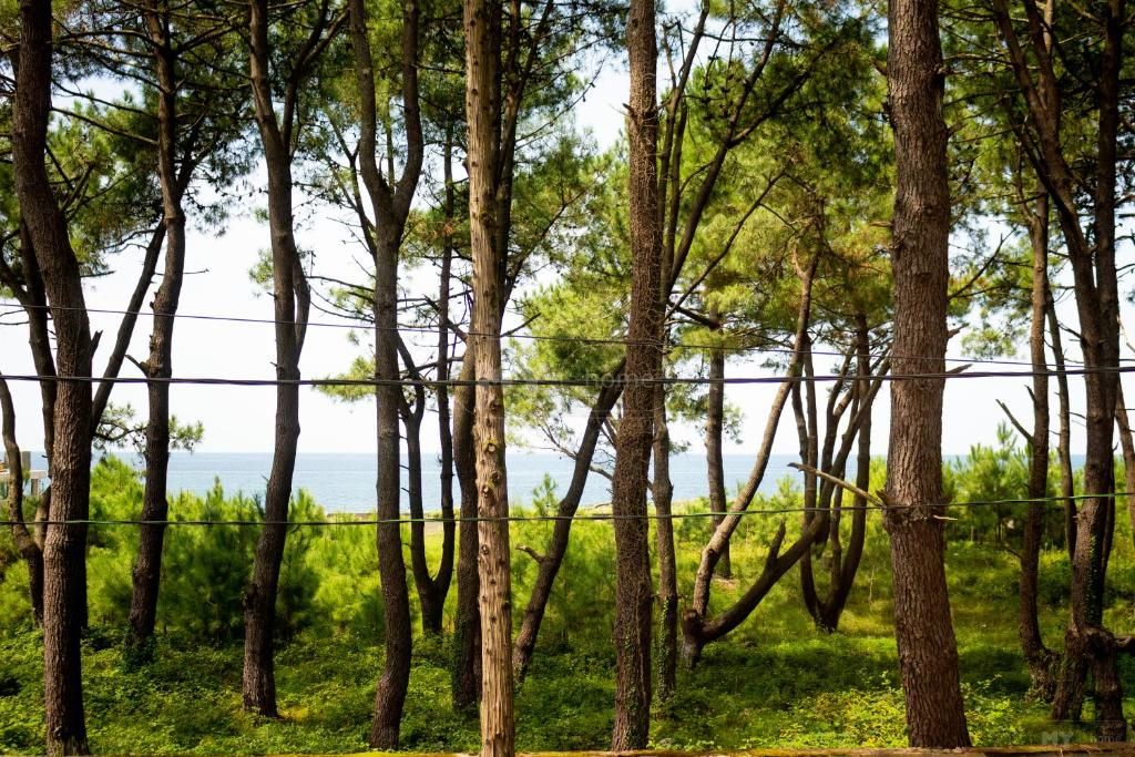 Daily Rent 4 Room Private House Ozurgetis Munitsipalitetshi view 3