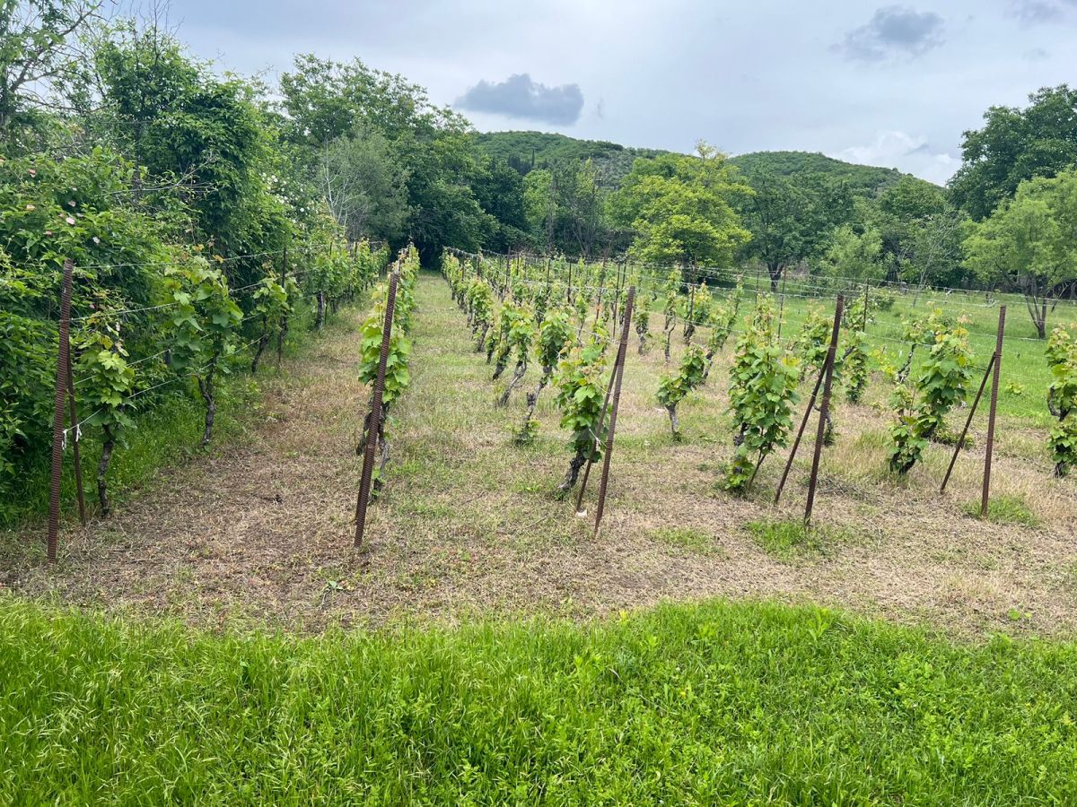 For Sale Sasoplo-Sameurneo Land Plot Mtskhetashi view 2
