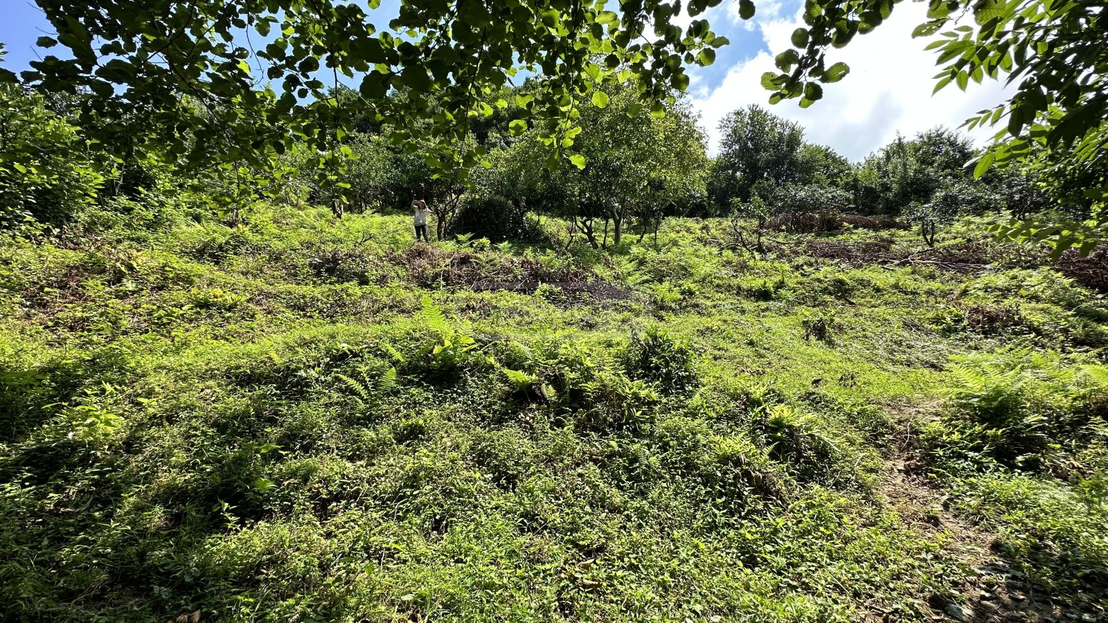 იყიდება Agricultural Plot In Khelvachauri Municipalityში view 2