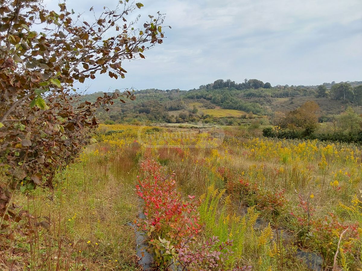 Agricultural Plot For Sale In Zugdidi view 1