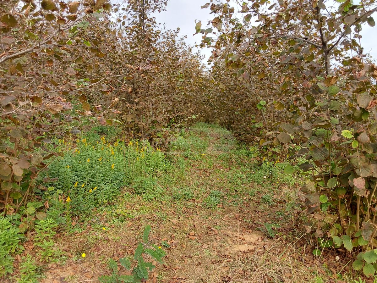 Agricultural Plot For Sale In Zugdidi view 3