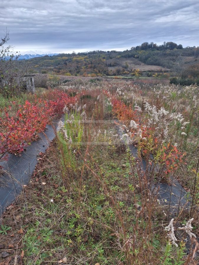 Agricultural Plot For Sale In Zugdidi view 4