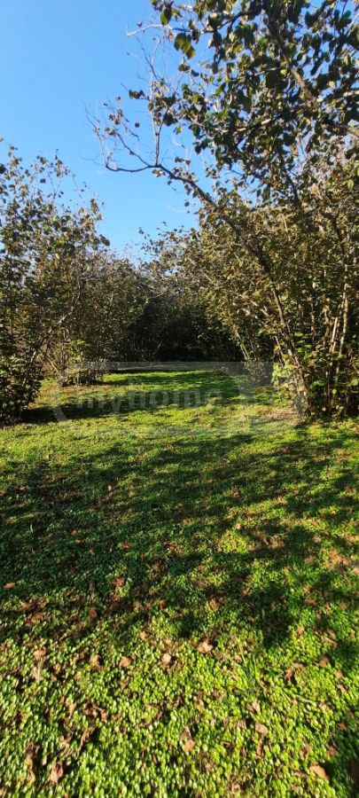 For Sale Sasoplo-Sameurneo Land Plot Zugdidis Munitsipalitetshi view 1
