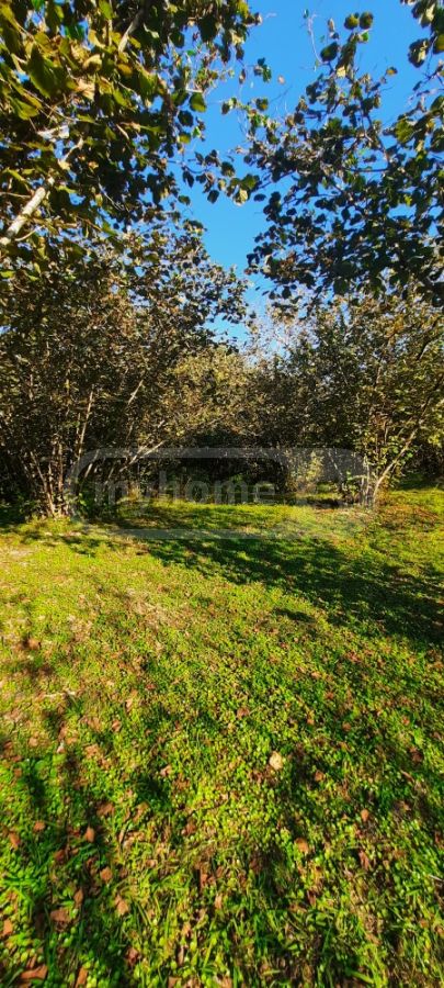 For Sale Sasoplo-Sameurneo Land Plot Zugdidis Munitsipalitetshi view 2