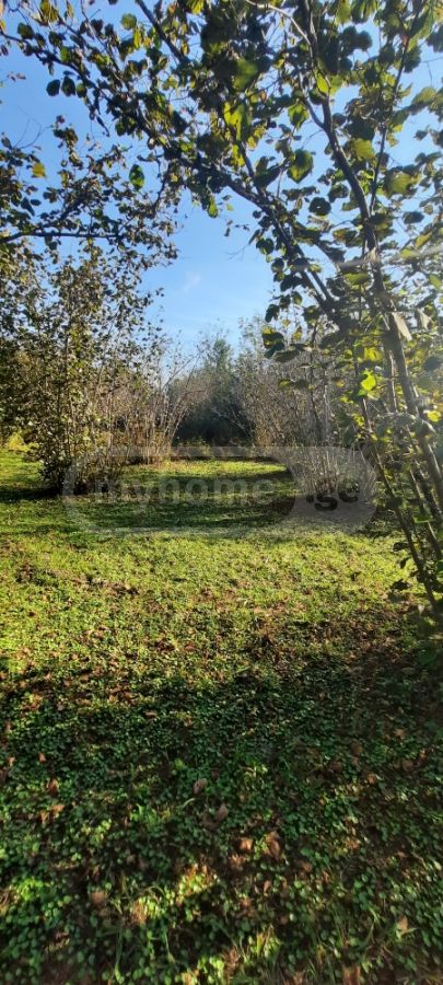 For Sale Sasoplo-Sameurneo Land Plot Zugdidis Munitsipalitetshi view 3