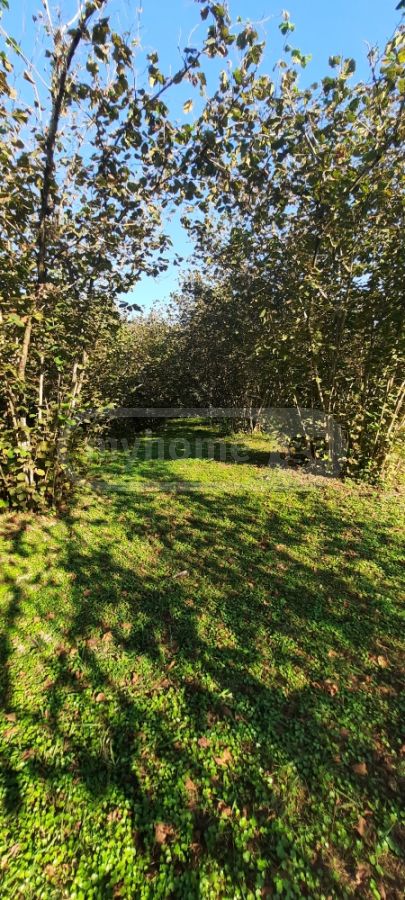 For Sale Sasoplo-Sameurneo Land Plot Zugdidis Munitsipalitetshi view 4