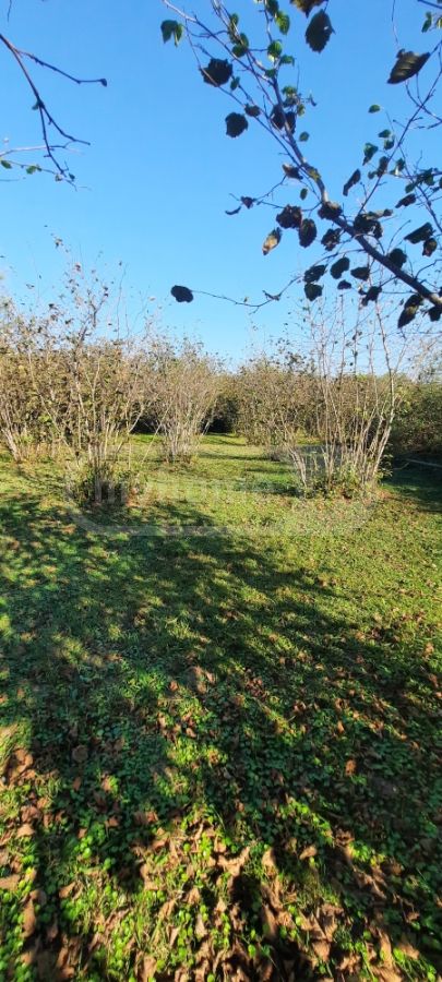 For Sale Sasoplo-Sameurneo Land Plot Zugdidis Munitsipalitetshi view 5