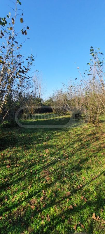 For Sale Sasoplo-Sameurneo Land Plot Zugdidis Munitsipalitetshi view 6