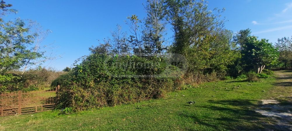 For Sale Sasoplo-Sameurneo Land Plot Zugdidis Munitsipalitetshi view 8