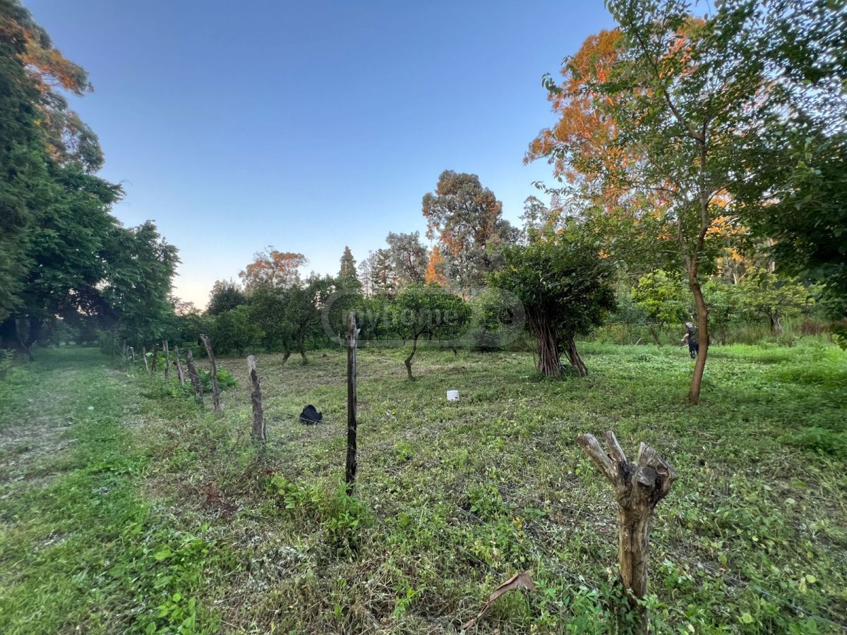 For Sale Sasoplo-Sameurneo Land Plot Khelvachauris Munitsipalitetshi view 4