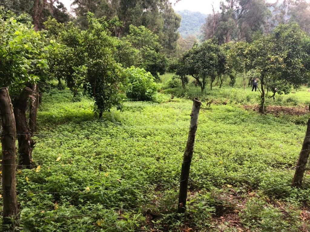 For Sale Sasoplo-Sameurneo Land Plot Khelvachauris Munitsipalitetshi view 7