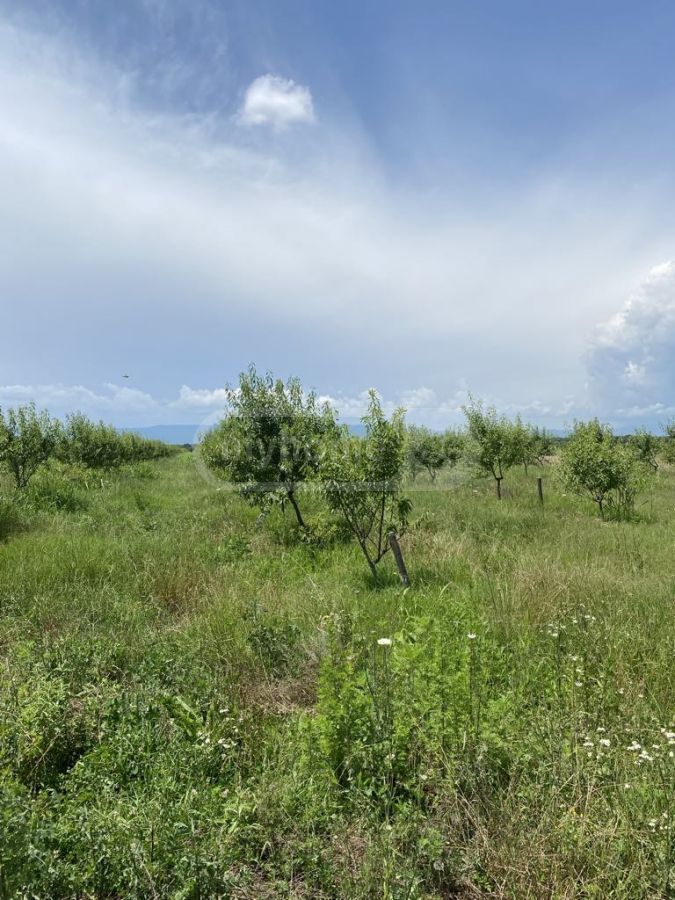 Agricultural Plot For Sale In Lagodekhi view 2