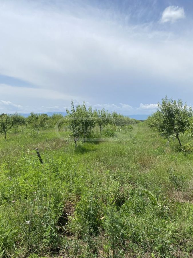 Agricultural Plot For Sale In Lagodekhi view 3