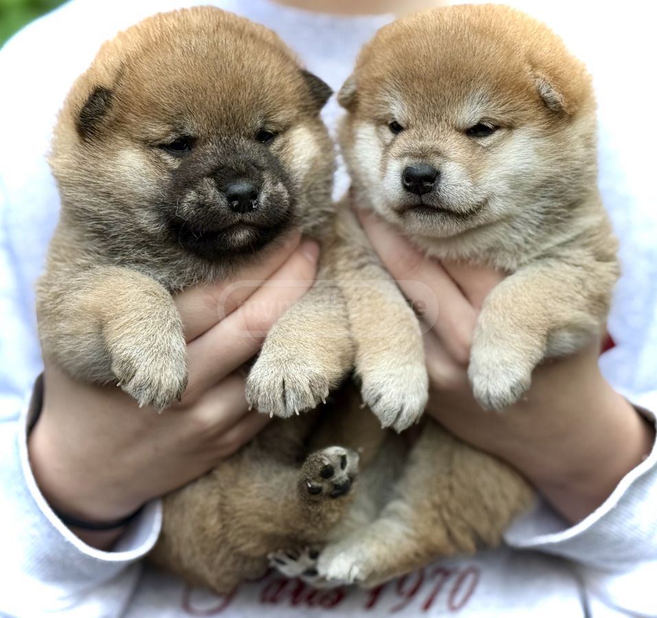 Dog Puppy Baby Shiba Inu Price Shiba Inu Puppy Puppies Buy And Sell Used Or  New