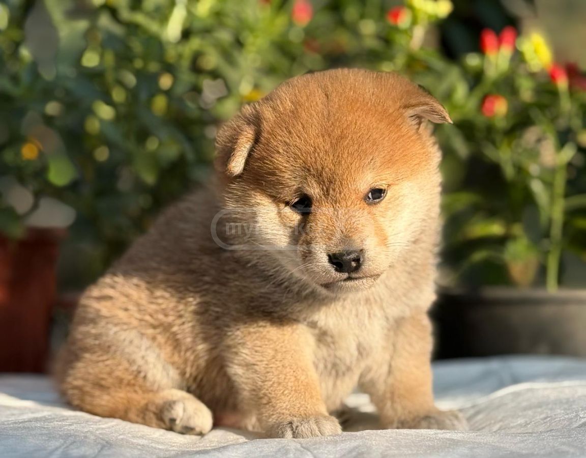 Shiba Inu puppy puppies Buy and Sell used or new goods