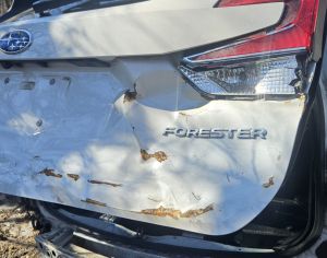 2019...2021 foresteri