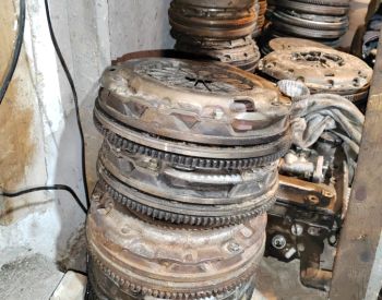 Პლიტაფერადომახავიკი ზბორად იაპონიიდან 